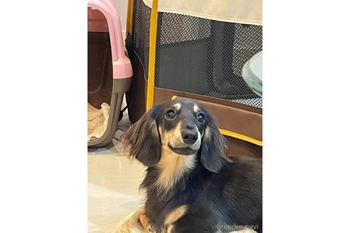 J.チャンピオン　ハントくん1枚目